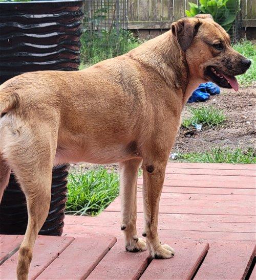 Enlarge Kane, a Adoptable mixed breed in Spring, TX image 5/6