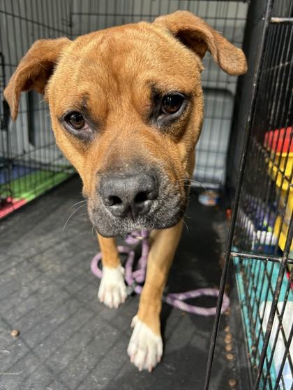 Enlarge Parkway, a Adoptable mixed breed in West Memphis, AR image 1/1
