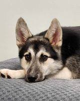Gordy, Adoptable, Young Male German Shepherd Dog & Husky.
