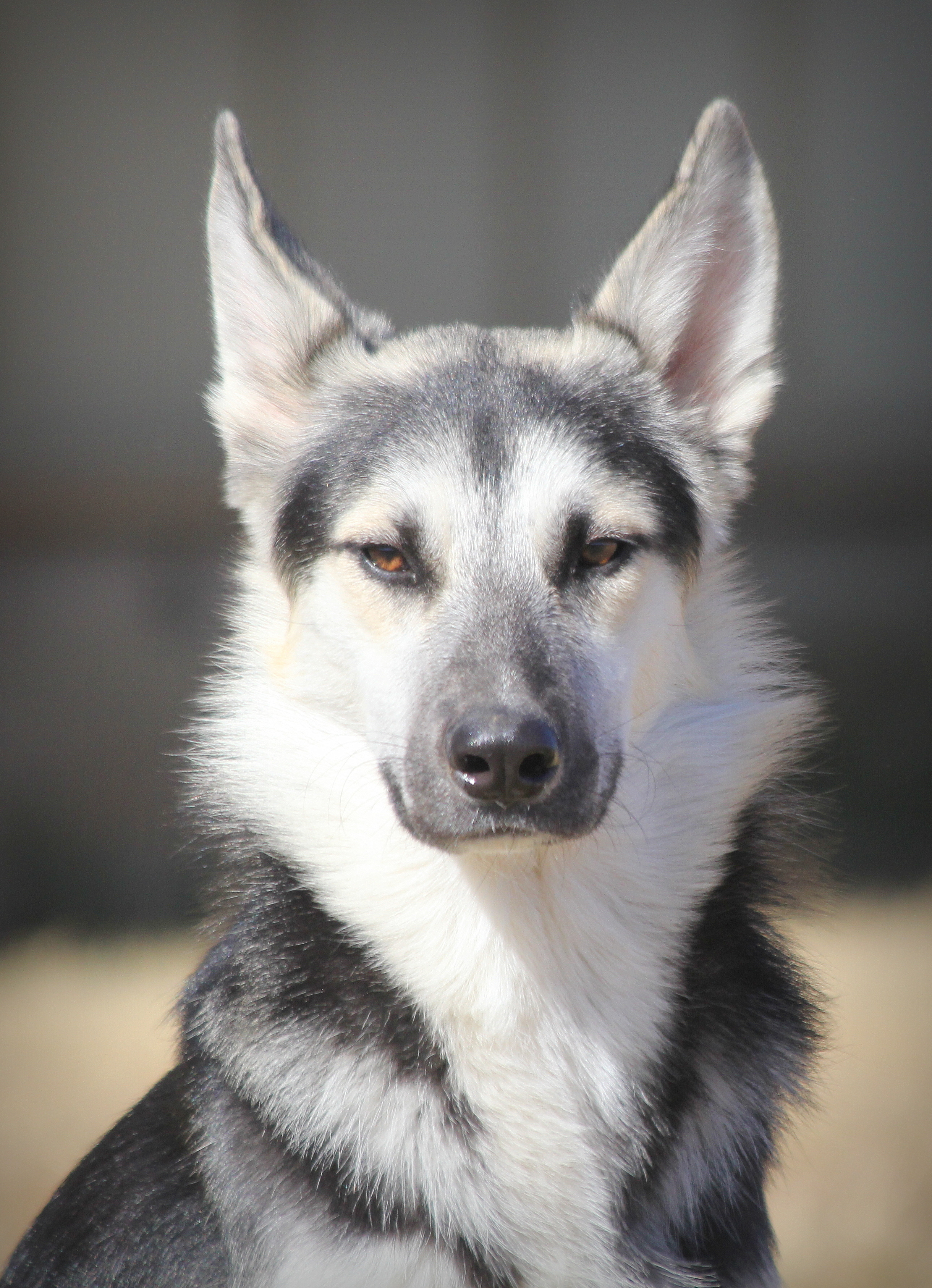 Gordy, a Adoptable mixed breed in Mounds, OK image 2/6