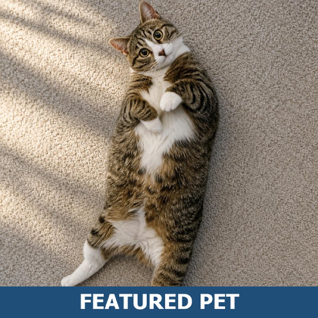 Enlarge Pepper, a Adoptable Domestic Short Hair in Hailey, ID image 1/6