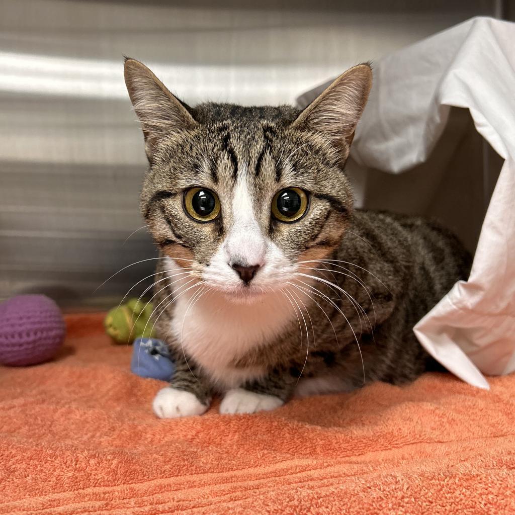 Enlarge Pepper, a Adoptable Domestic Short Hair in Hailey, ID image 2/6