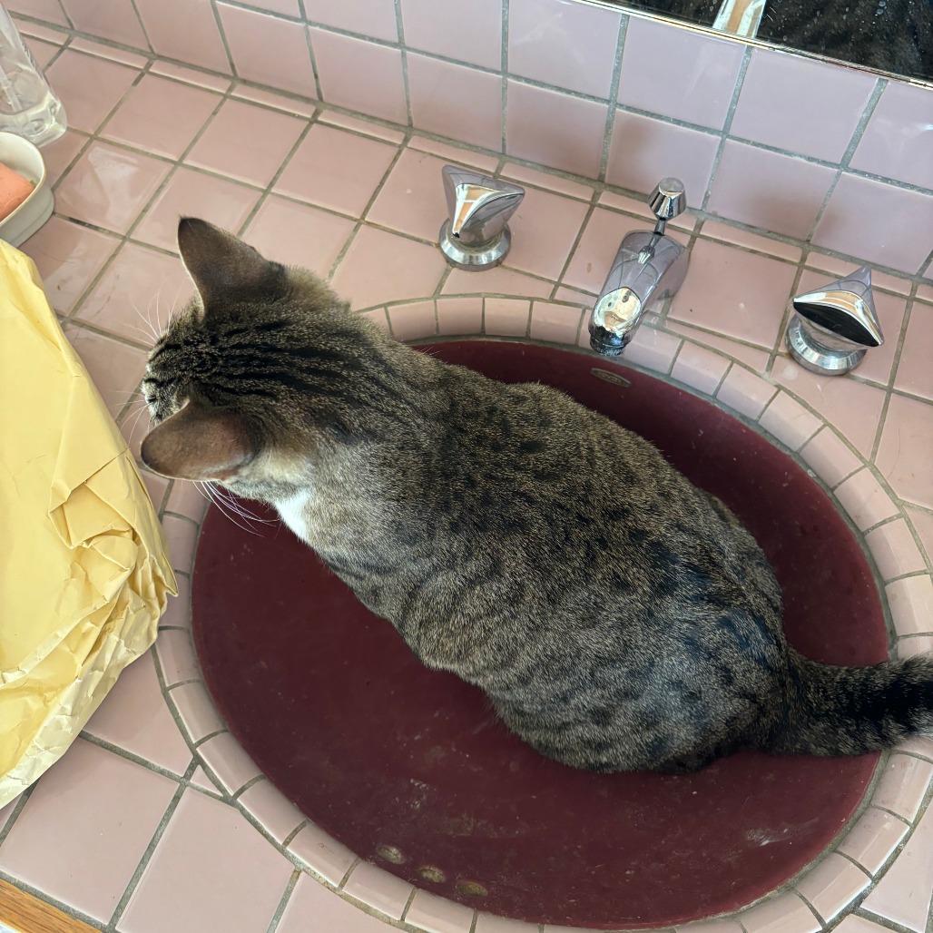 Enlarge Pepper, a Adoptable Domestic Short Hair in Hailey, ID image 3/6