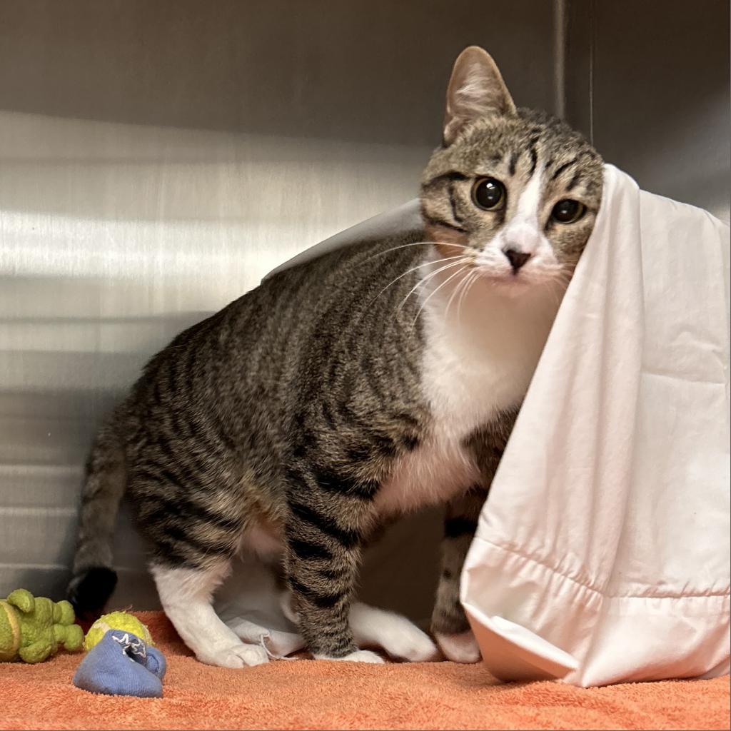 Enlarge Pepper, a Adoptable Domestic Short Hair in Hailey, ID image 4/6