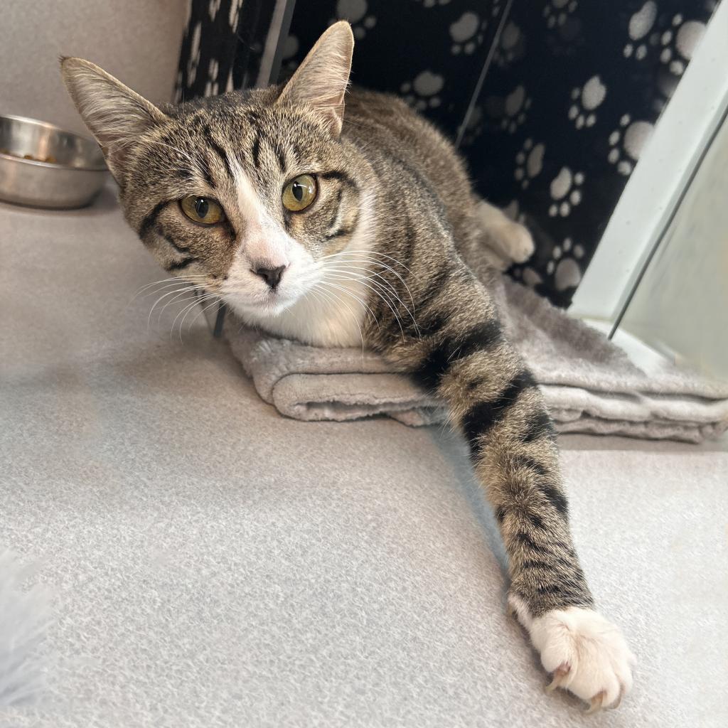 Enlarge Pepper, a Adoptable Domestic Short Hair in Hailey, ID image 6/6