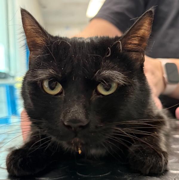 Enlarge Diamond, a Adoptable mixed breed in Golden, CO image 1/1