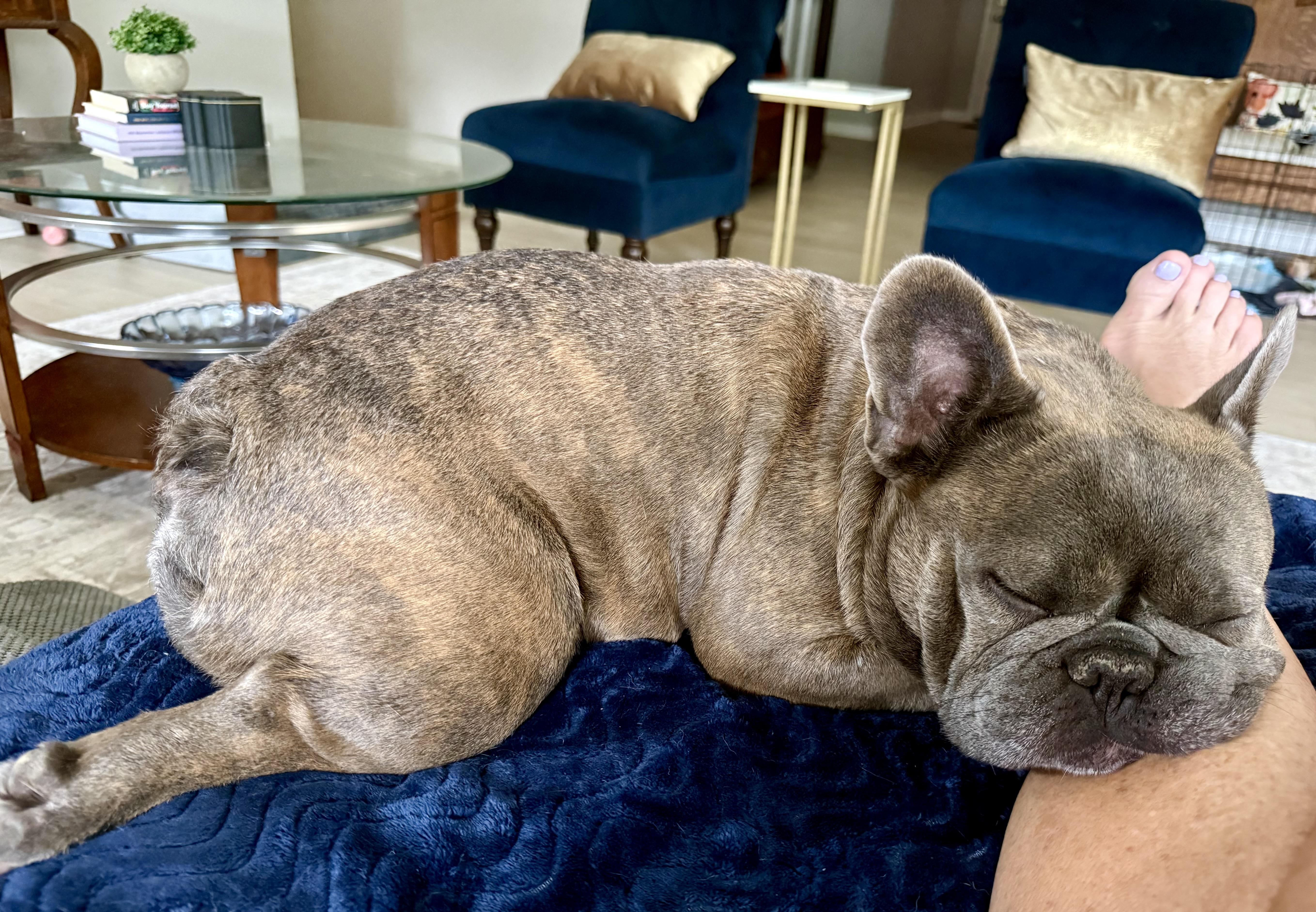 Enlarge Bubbles, a Adoptable French Bulldog in Xenia, OH image 3/5