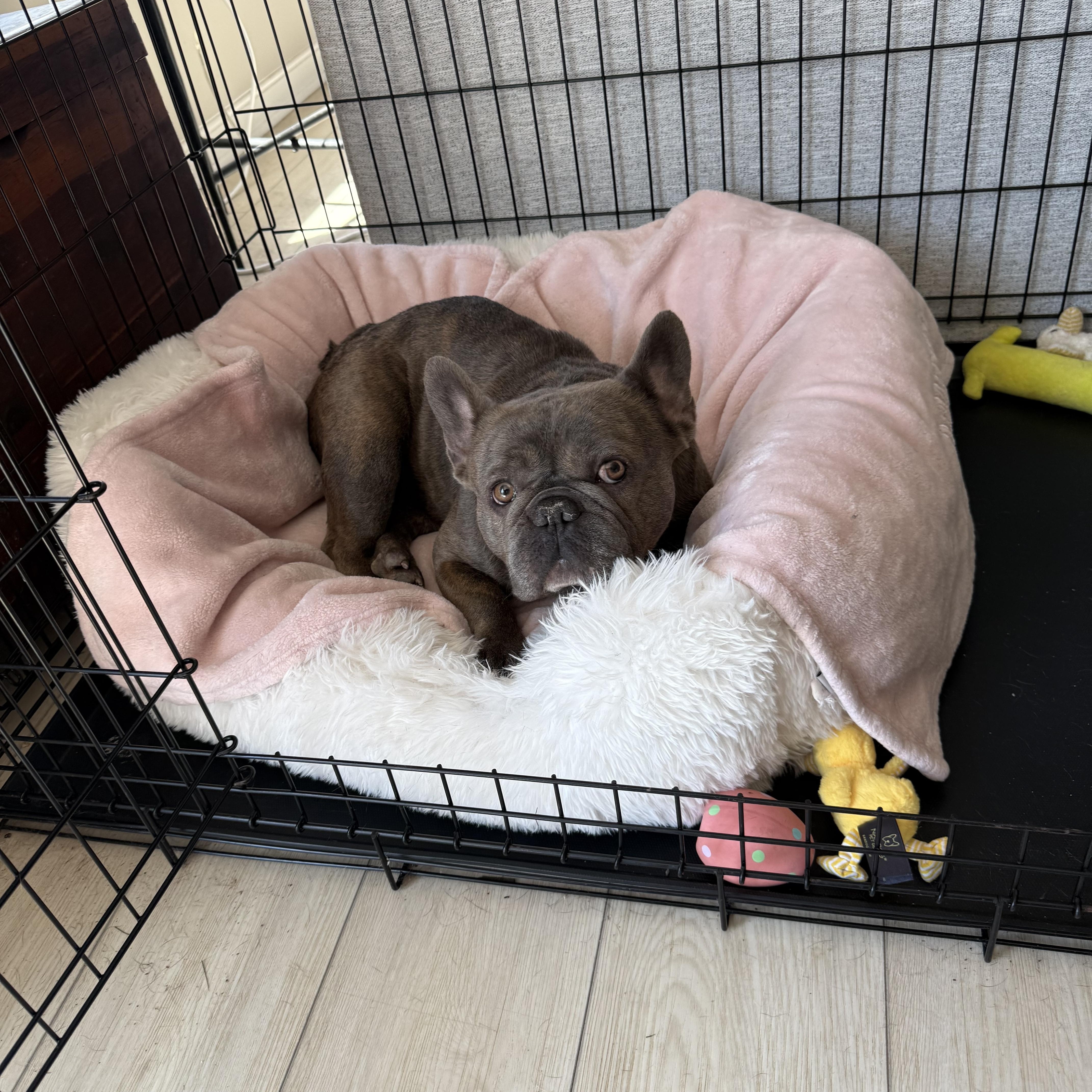 Enlarge Bubbles, a Adoptable French Bulldog in Xenia, OH image 5/5