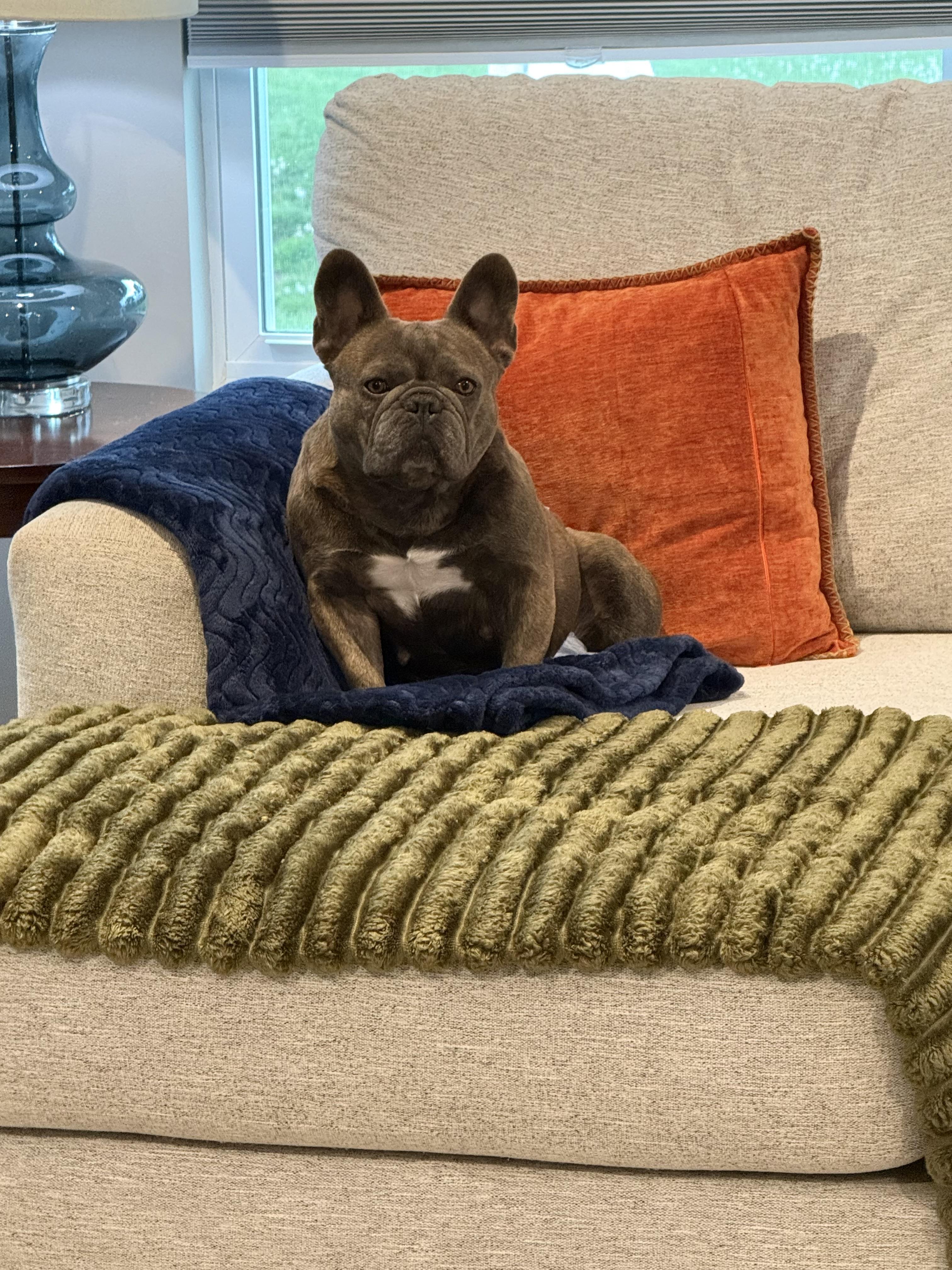 Enlarge Bubbles, a Adoptable French Bulldog in Xenia, OH image 1/5
