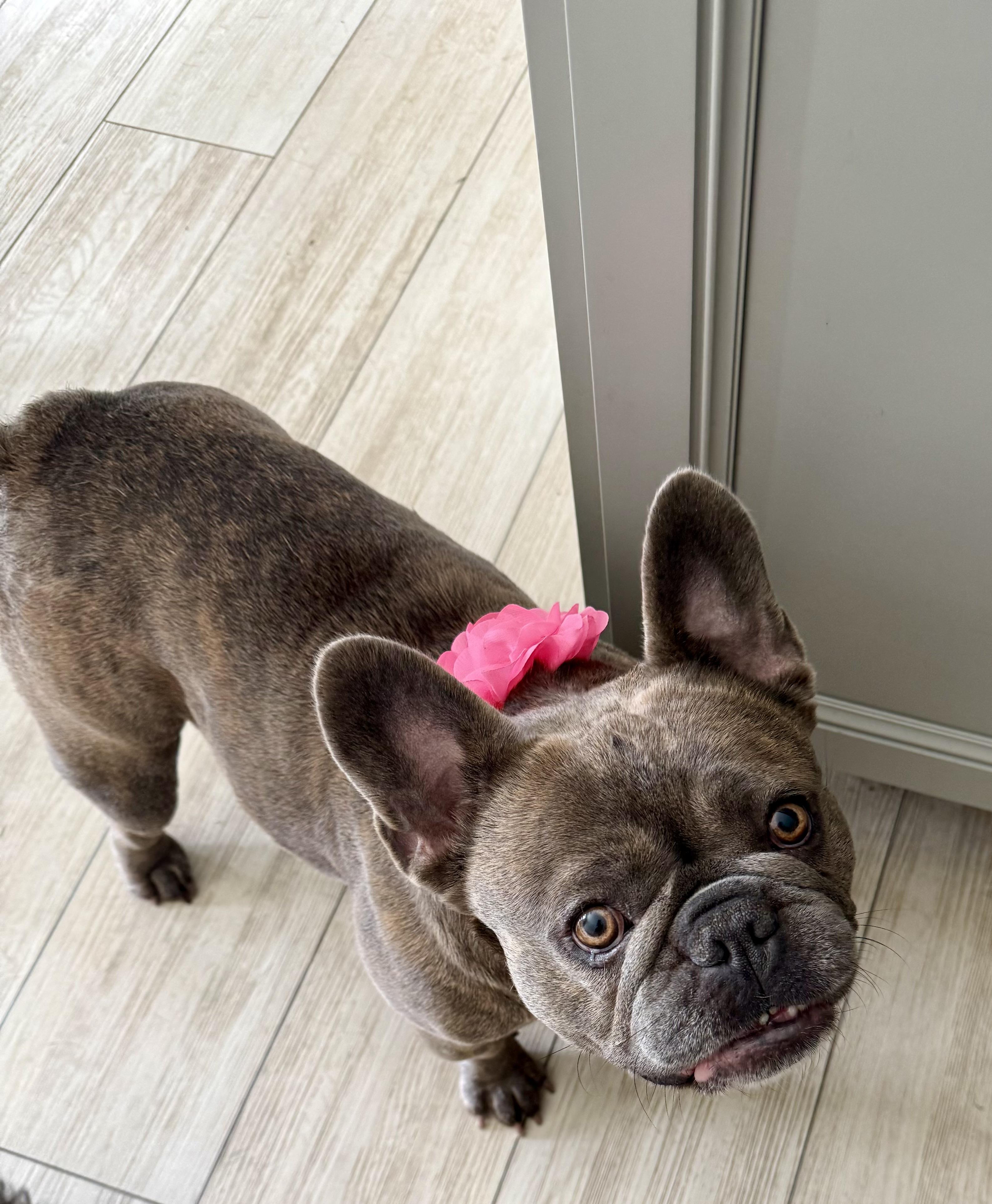 Enlarge Bubbles, a Adoptable French Bulldog in Xenia, OH image 4/5