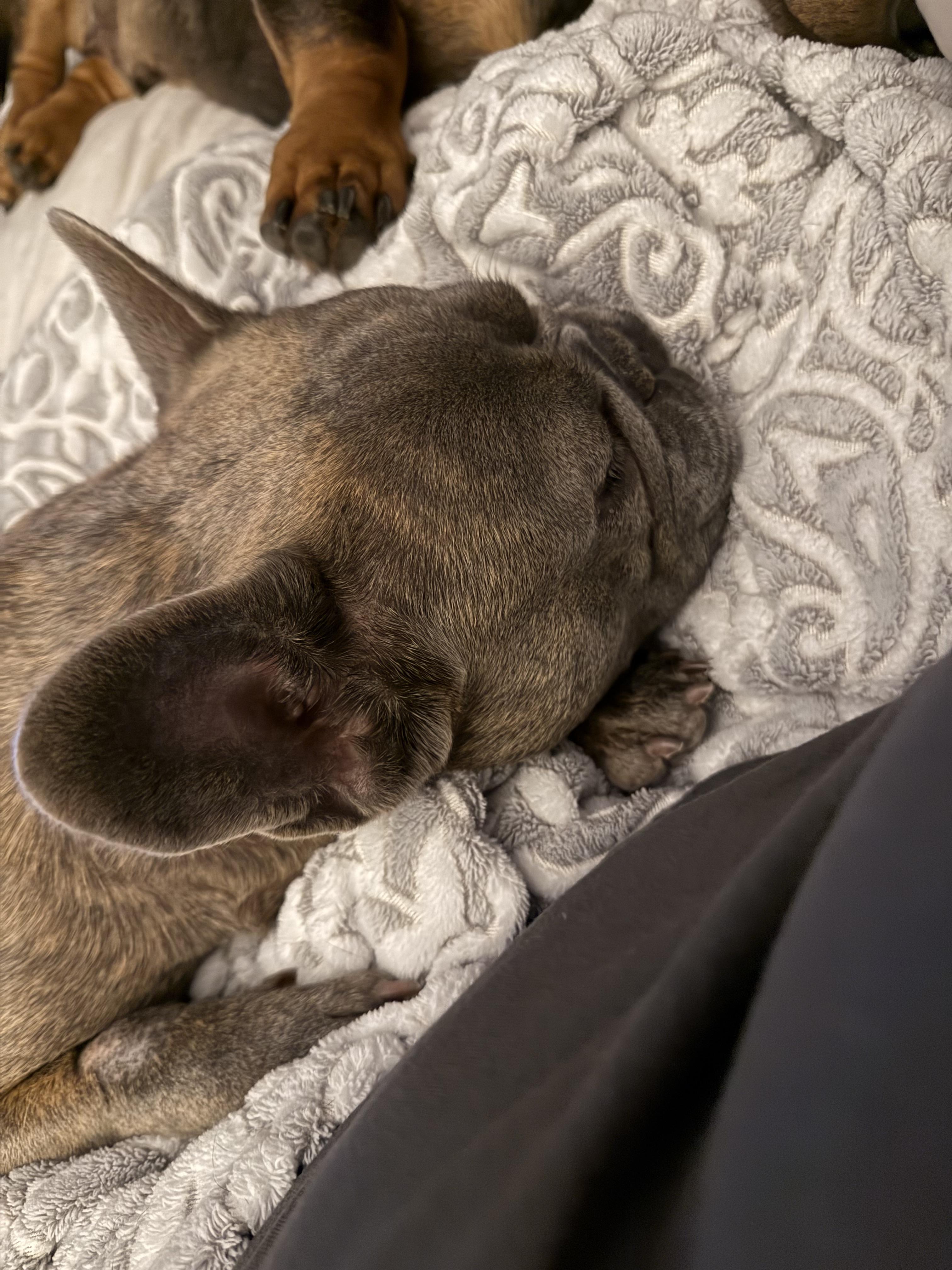 Enlarge Bubbles, a Adoptable French Bulldog in Xenia, OH image 2/5