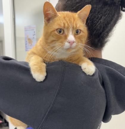 Big Orange, Adoptable, Young Male Domestic Short Hair & Domestic Short Hair.