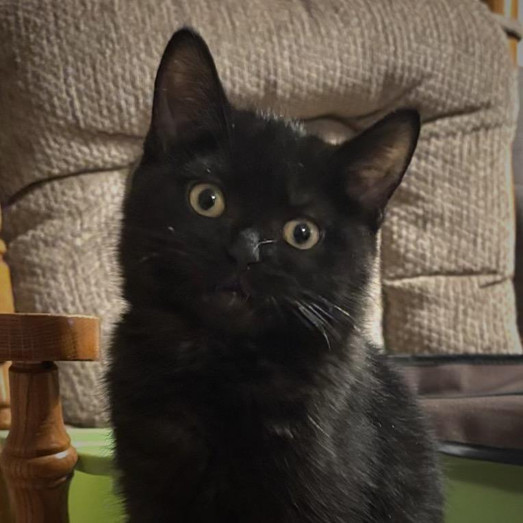 26-60 Snape, Adoptable, Kitten Male Domestic Short Hair.