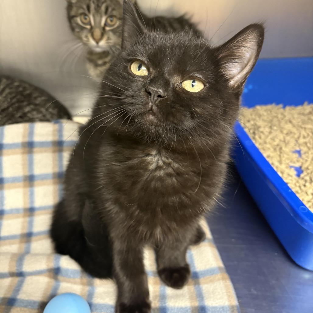 26-60 Snape — thumbnail 2