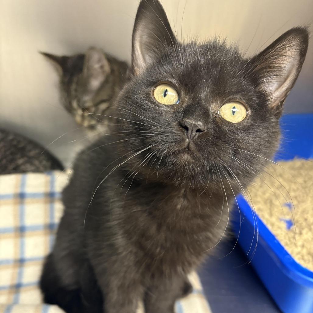 26-60 Snape — thumbnail 3