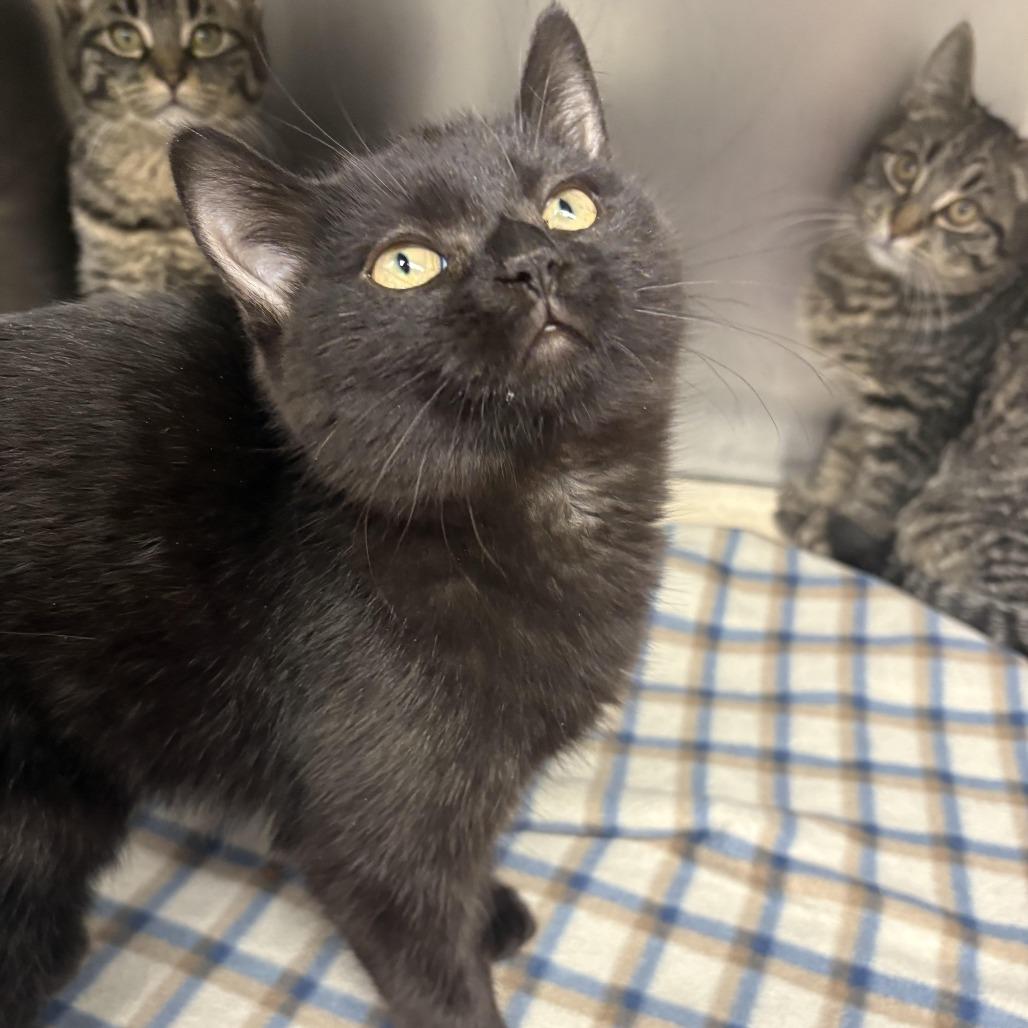 26-60 Snape — thumbnail 4