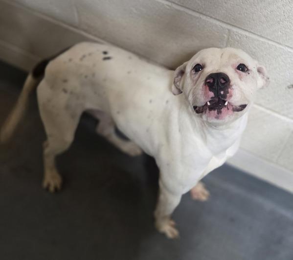 Enlarge 26-01-0158 Speckles, a Adoptable mixed breed in Dallas, GA image 1/1