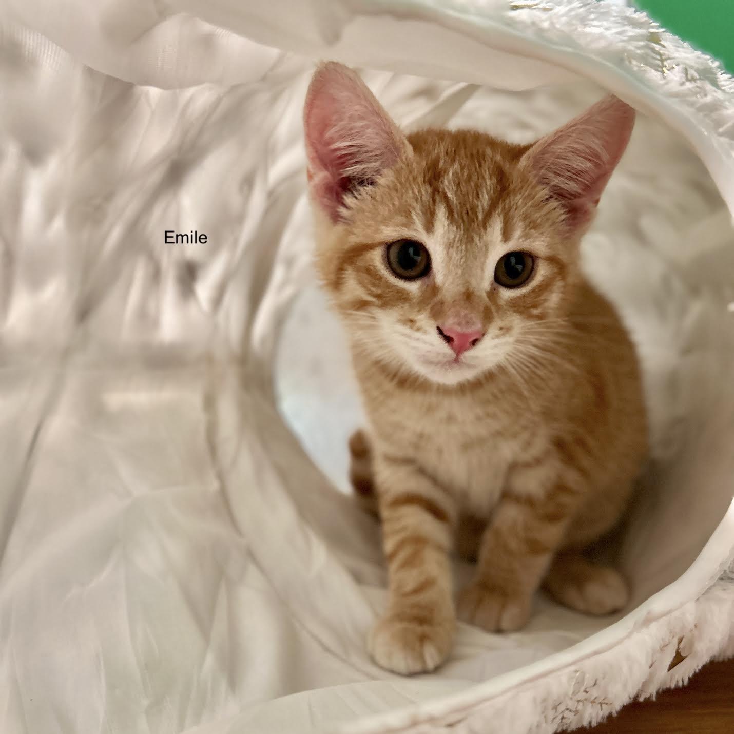 Emile, ADOPTABLE, Young Male Domestic Short Hair.
