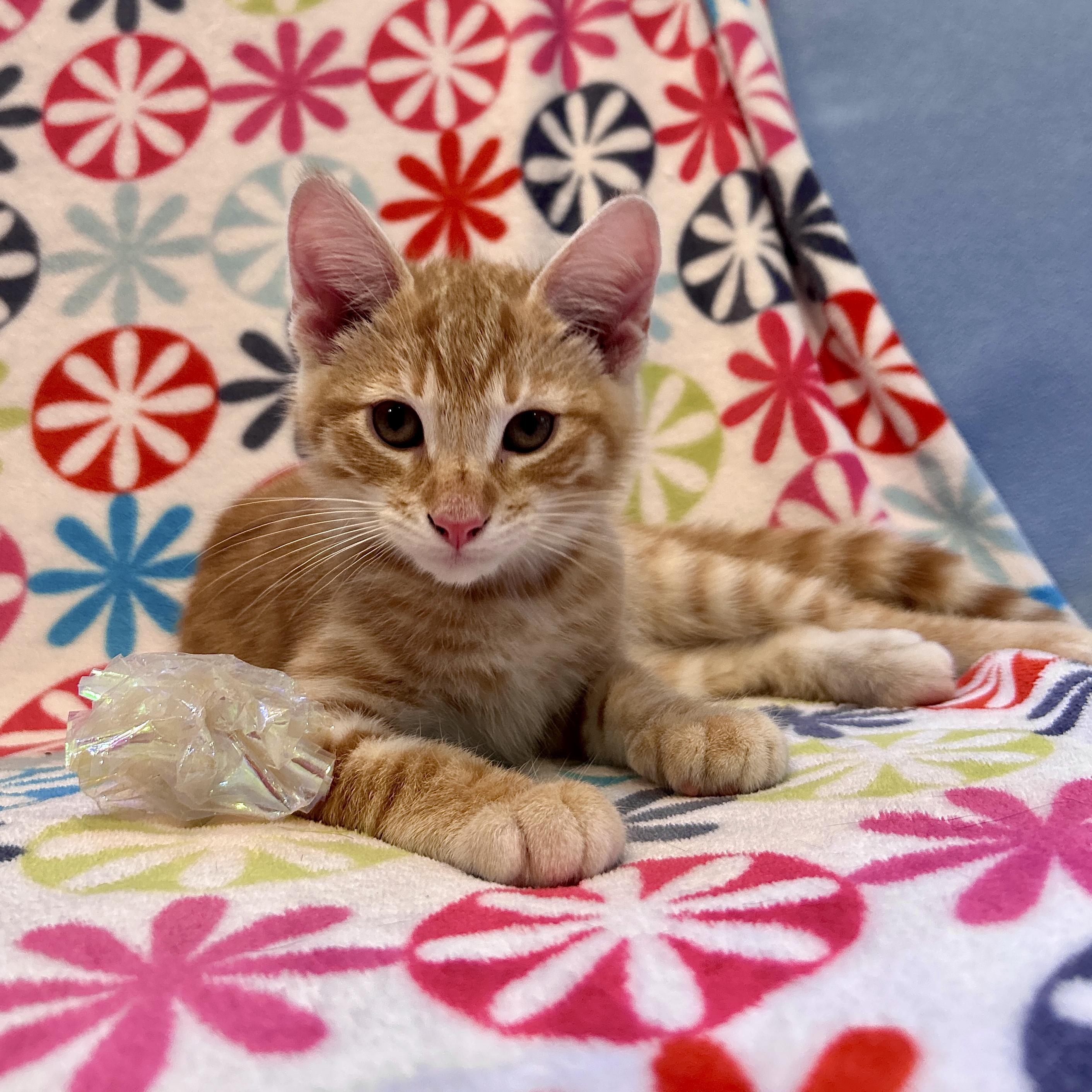 Emile, a ADOPTABLE Domestic Short Hair in Topsham, ME image 3/3