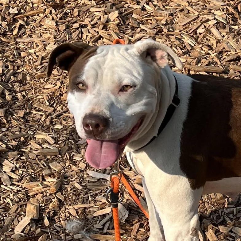 Hyperion, Adoptable, Adult Female Pit Bull Terrier.