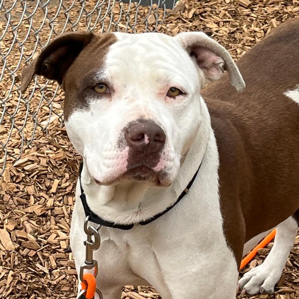 Enlarge Hyperion, a Adoptable Pit Bull Terrier in Tacoma, WA image 2/3
