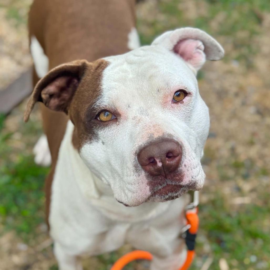 Enlarge Hyperion, a Adoptable Pit Bull Terrier in Tacoma, WA image 3/3