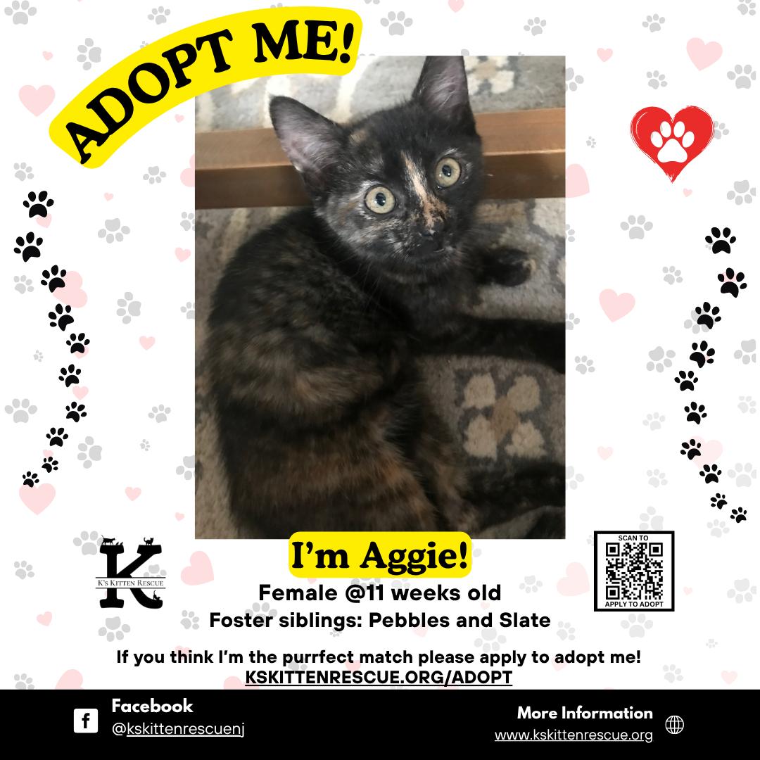 Enlarge Aggie, a Adoptable Domestic Short Hair in Brick, NJ image 1/1