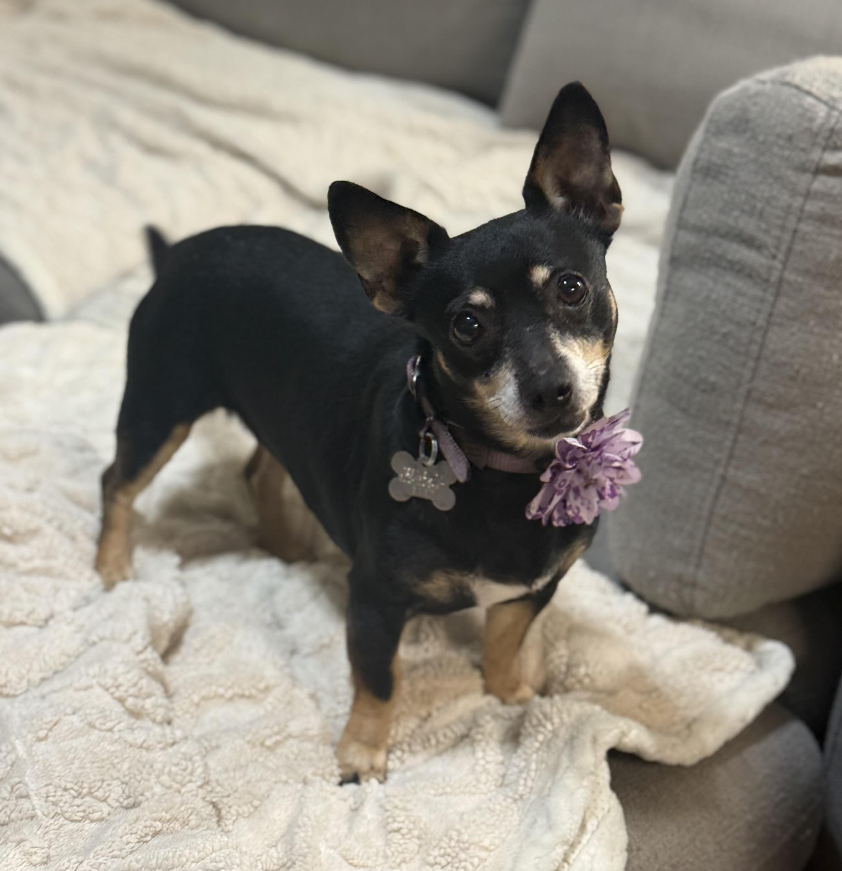 Enlarge Ellen, an adopted mixed breed in Phoenix, AZ image 2/4