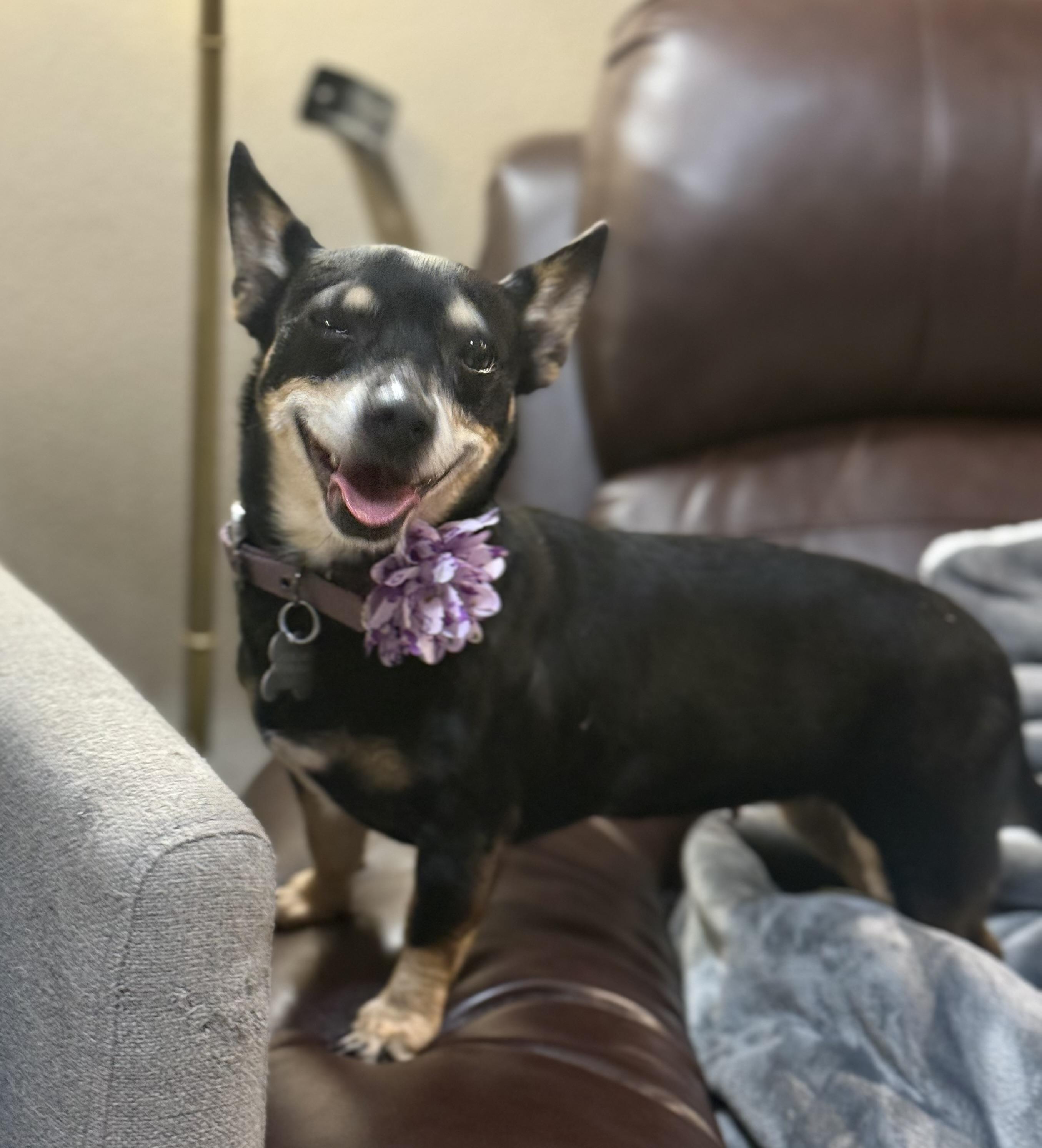 Enlarge Ellen, an adopted mixed breed in Phoenix, AZ image 3/4