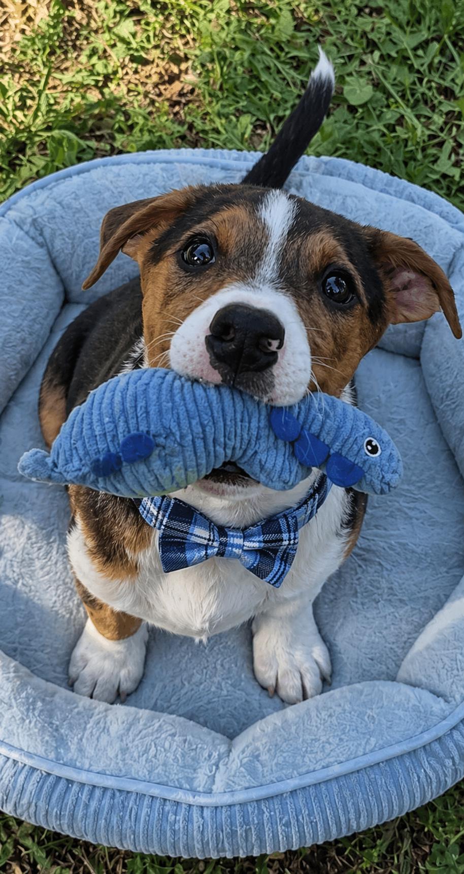 Jackabea designer pups, Adoptable, Young Male Jack Russell Terrier & Beagle.