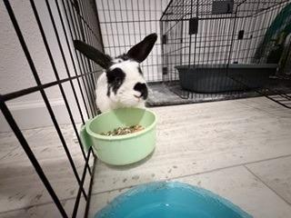 Star, adopted, Adult Female Mini Lop.