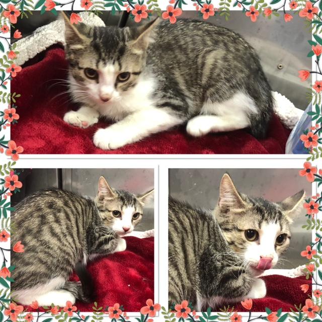 Enlarge LUNA, a ADOPTABLE Domestic Short Hair in Buckhannon, WV image 1/1