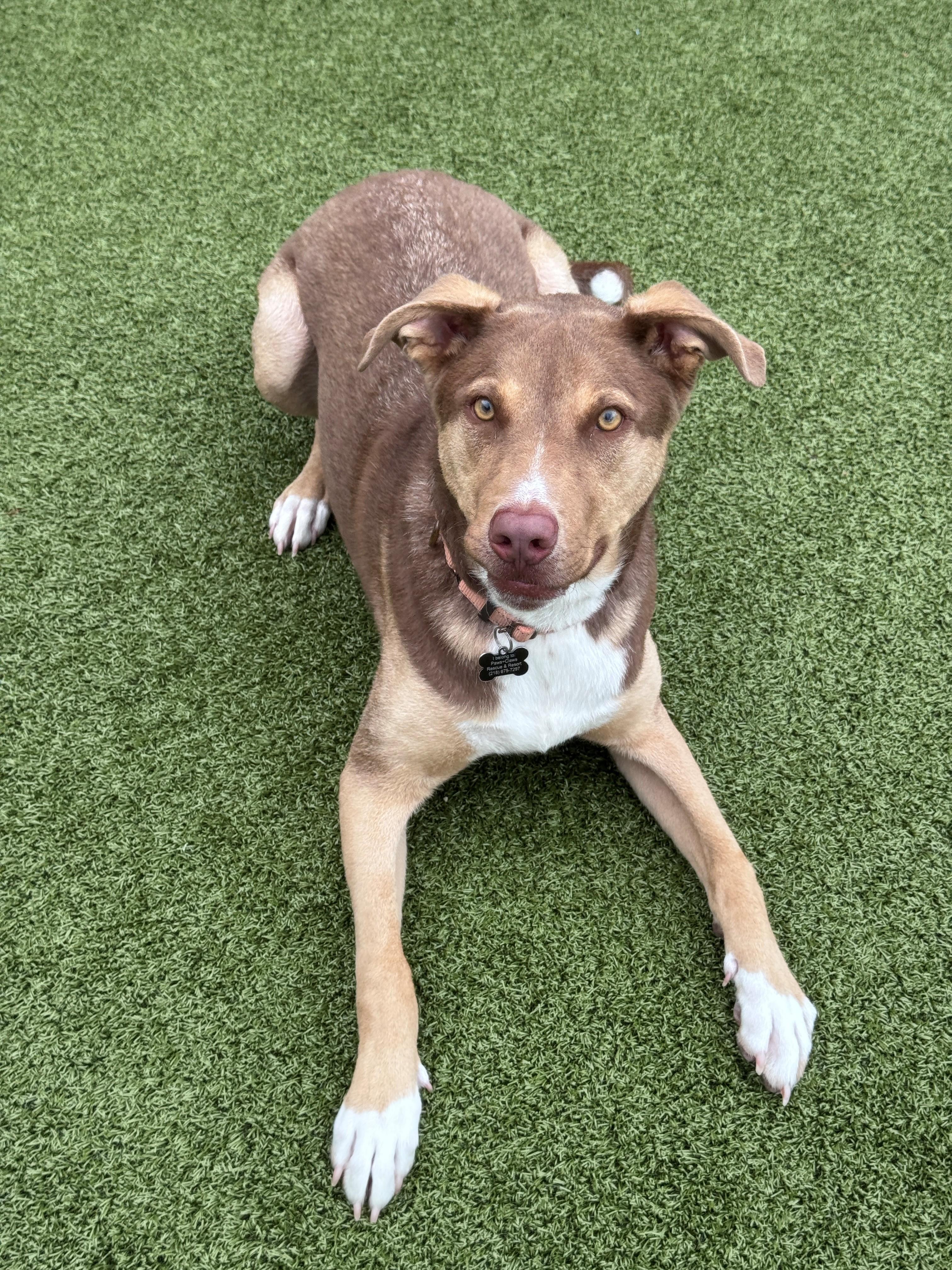 Tito, a ADOPTABLE Mixed Breed in Hackensack, MN image 4/5
