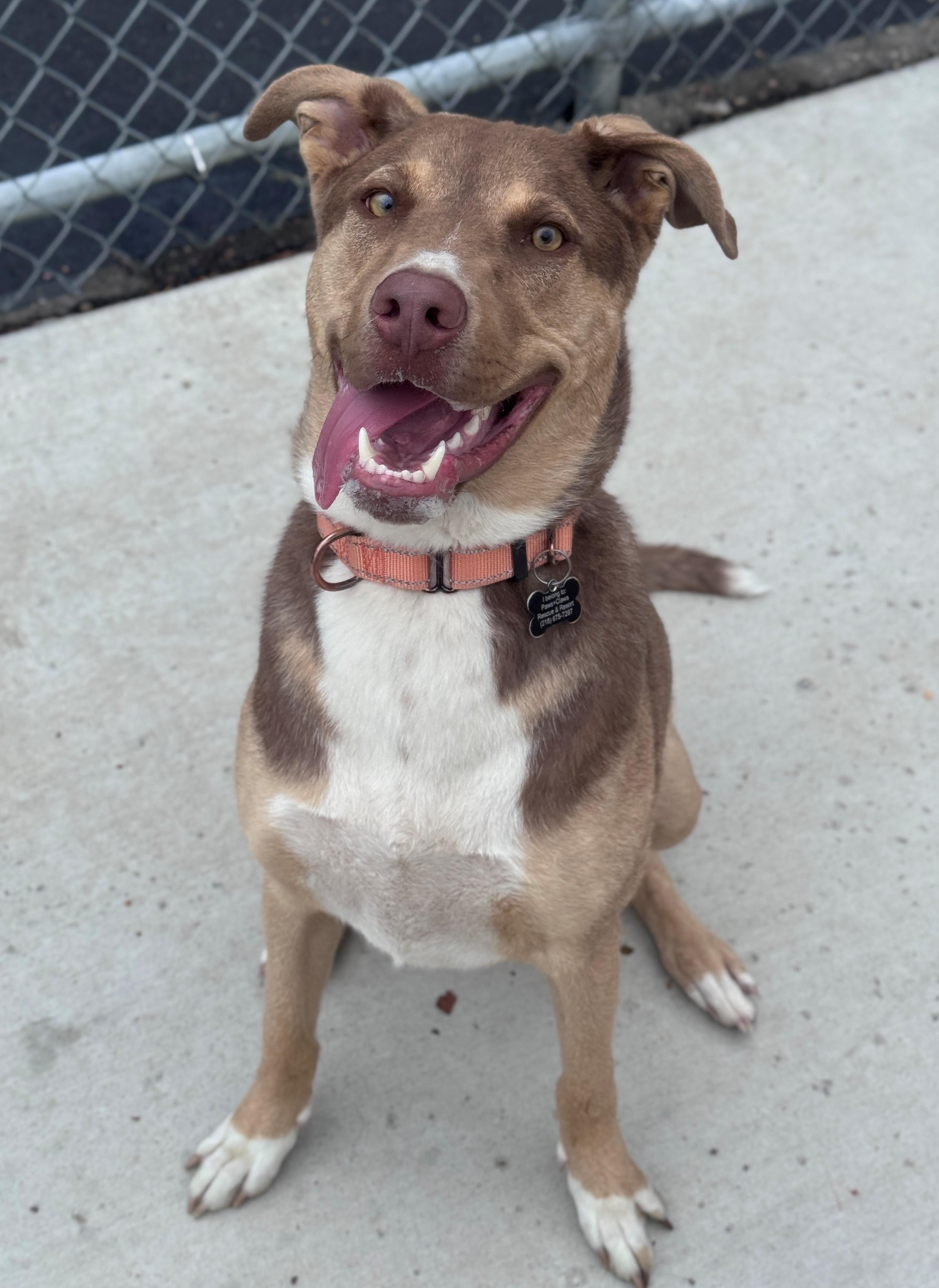 Tito, a ADOPTABLE Mixed Breed in Hackensack, MN image 3/5