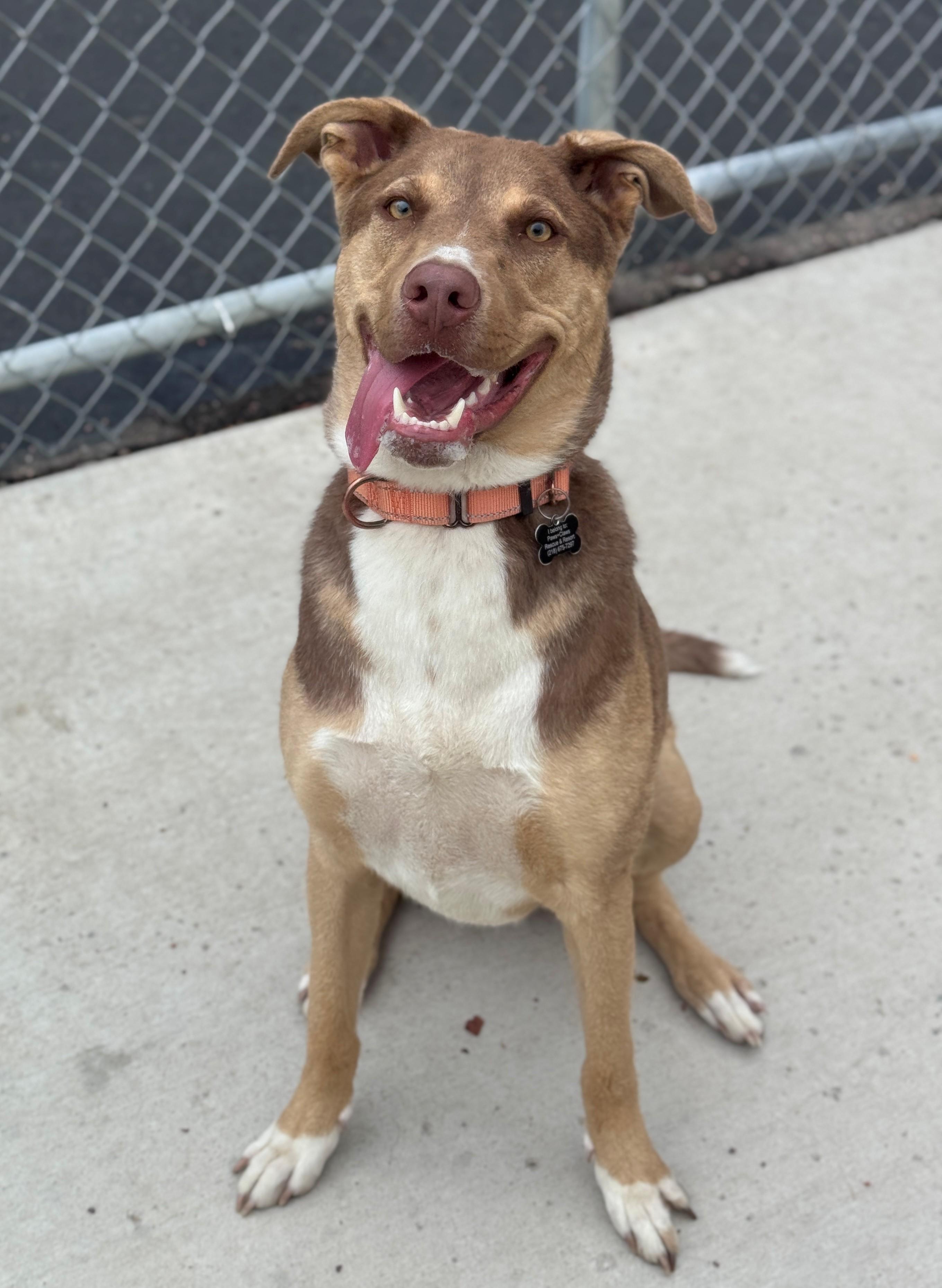Tito, a ADOPTABLE Mixed Breed in Hackensack, MN image 2/5