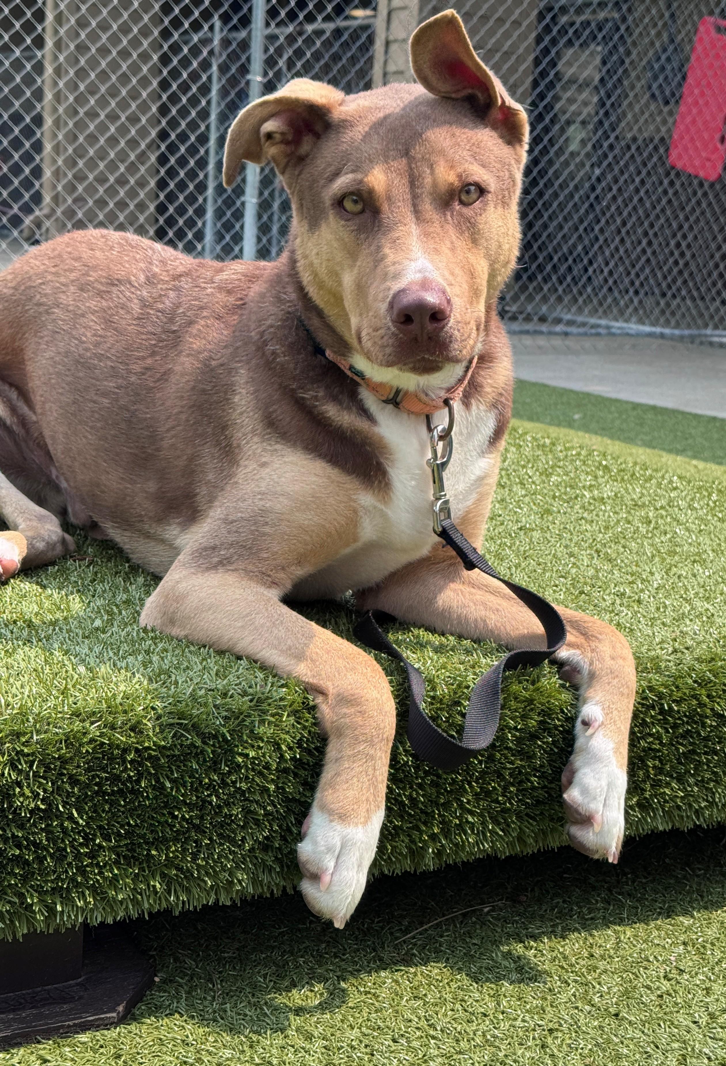 Tito, a ADOPTABLE Mixed Breed in Hackensack, MN image 1/5
