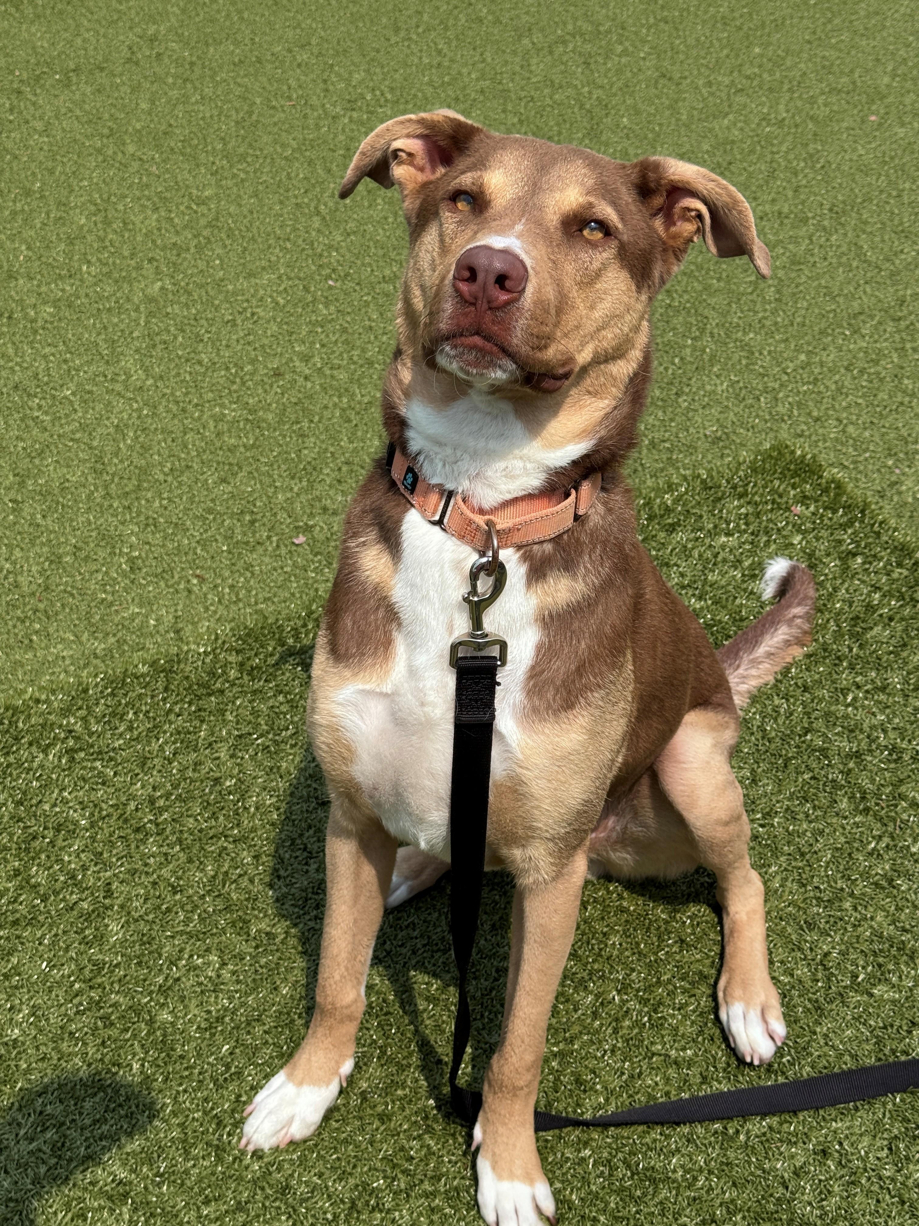 Tito, a ADOPTABLE Mixed Breed in Hackensack, MN image 5/5