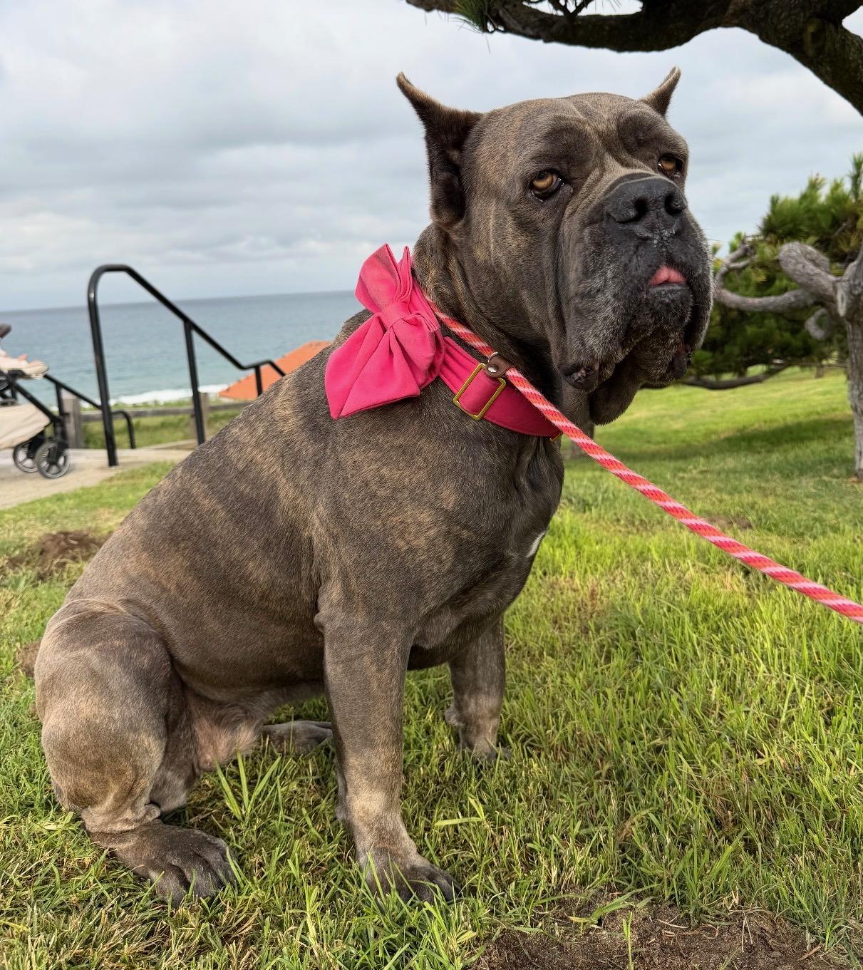 Enlarge Mavis, a Adoptable mixed breed in Rolling Hills Estates, CA image 3/4