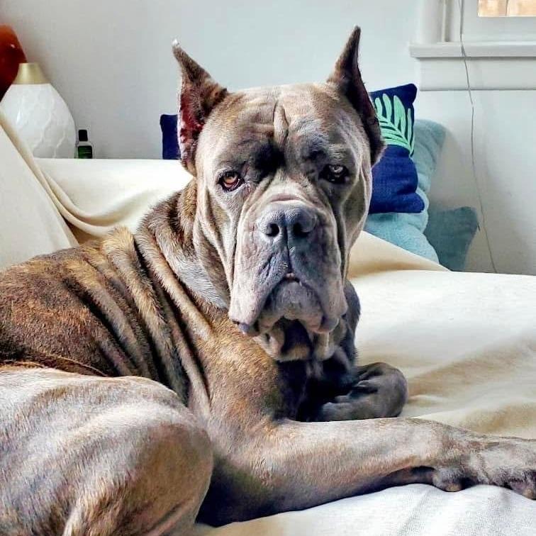Mavis, Adoptable, Adult Female Mastiff & Cane Corso.