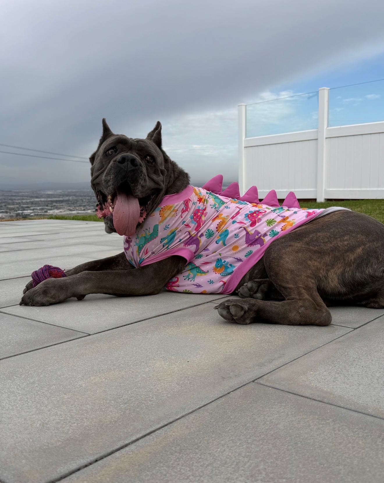 Enlarge Mavis, a Adoptable mixed breed in Rolling Hills Estates, CA image 4/4