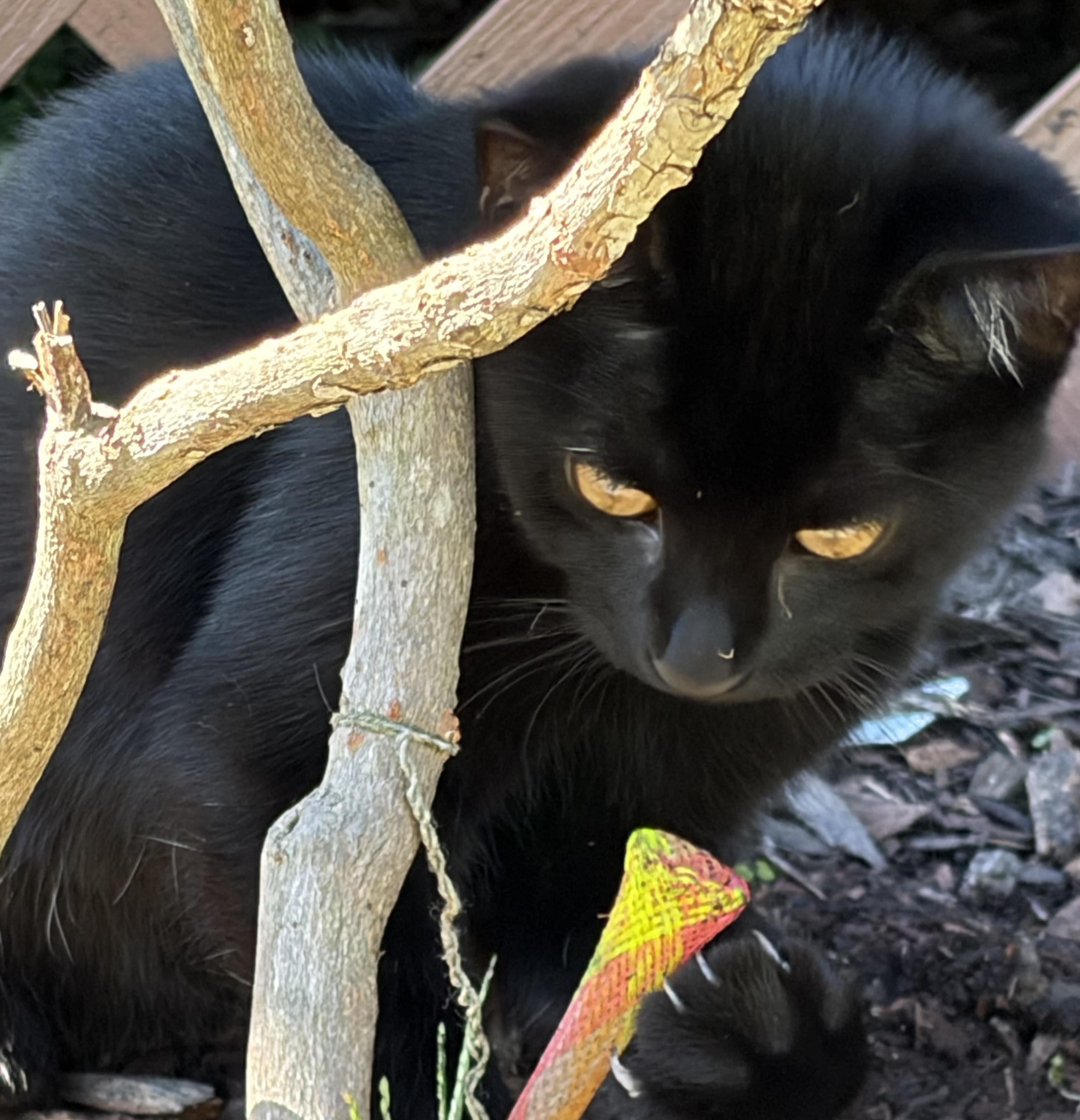 Enlarge Pele, a Adoptable Domestic Short Hair in Beckley, WV image 1/1