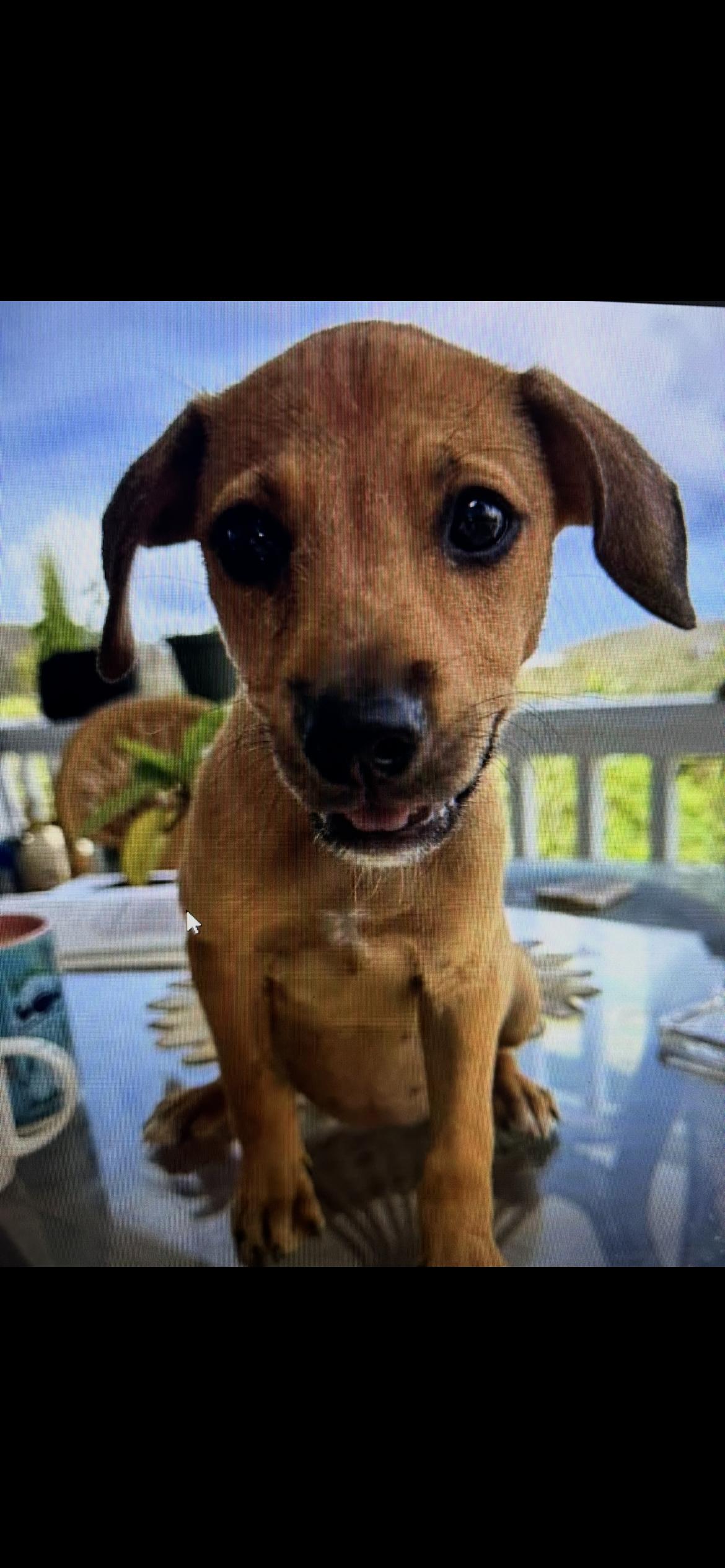 Florabelle, Adoptable, Puppy Female Pit Bull Terrier & Labrador Retriever.