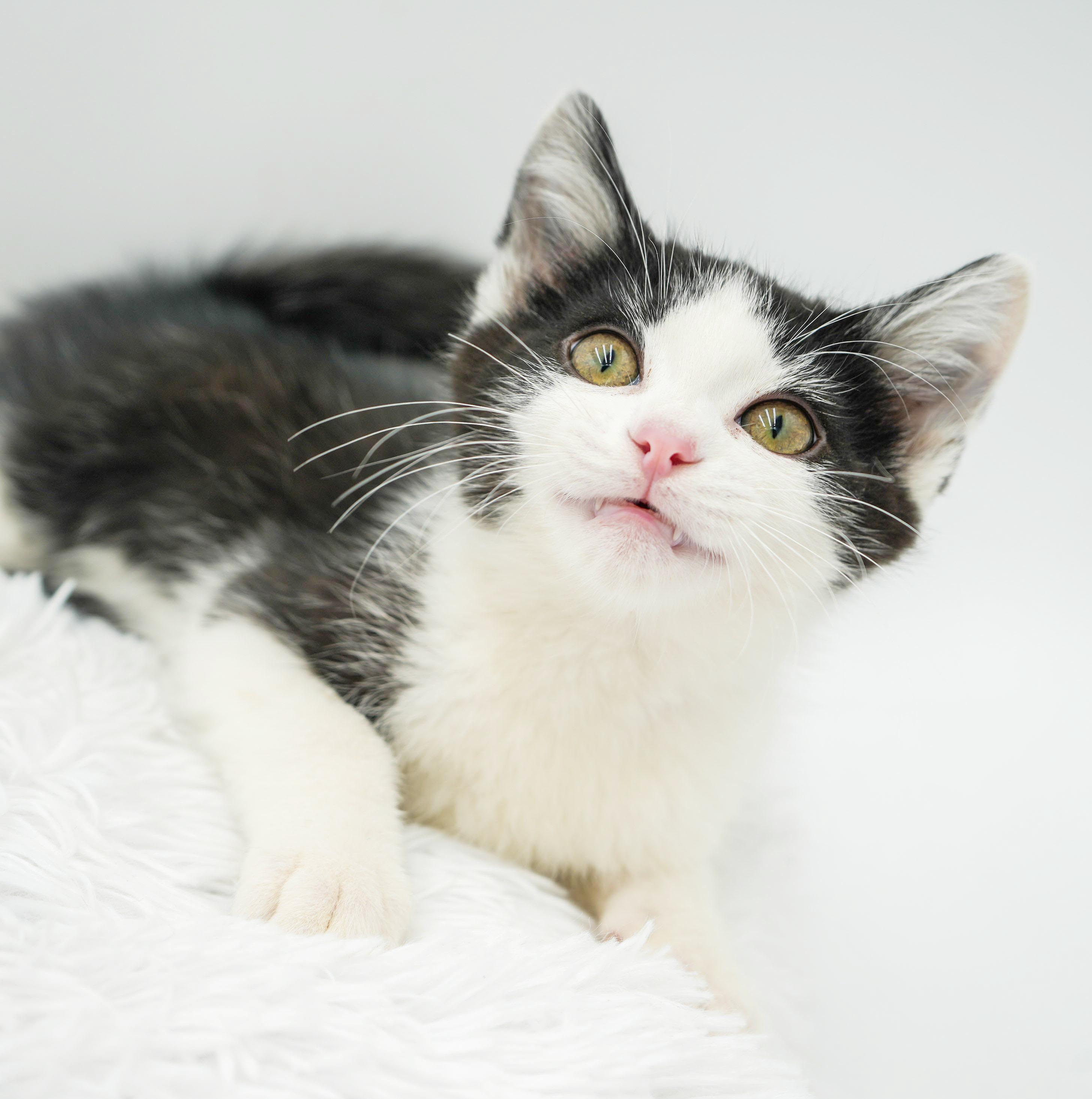 Buzz is oh so friendly and OH so beautiful and sweet! , a Adoptable mixed breed in Bedford Hills, NY image 1/6