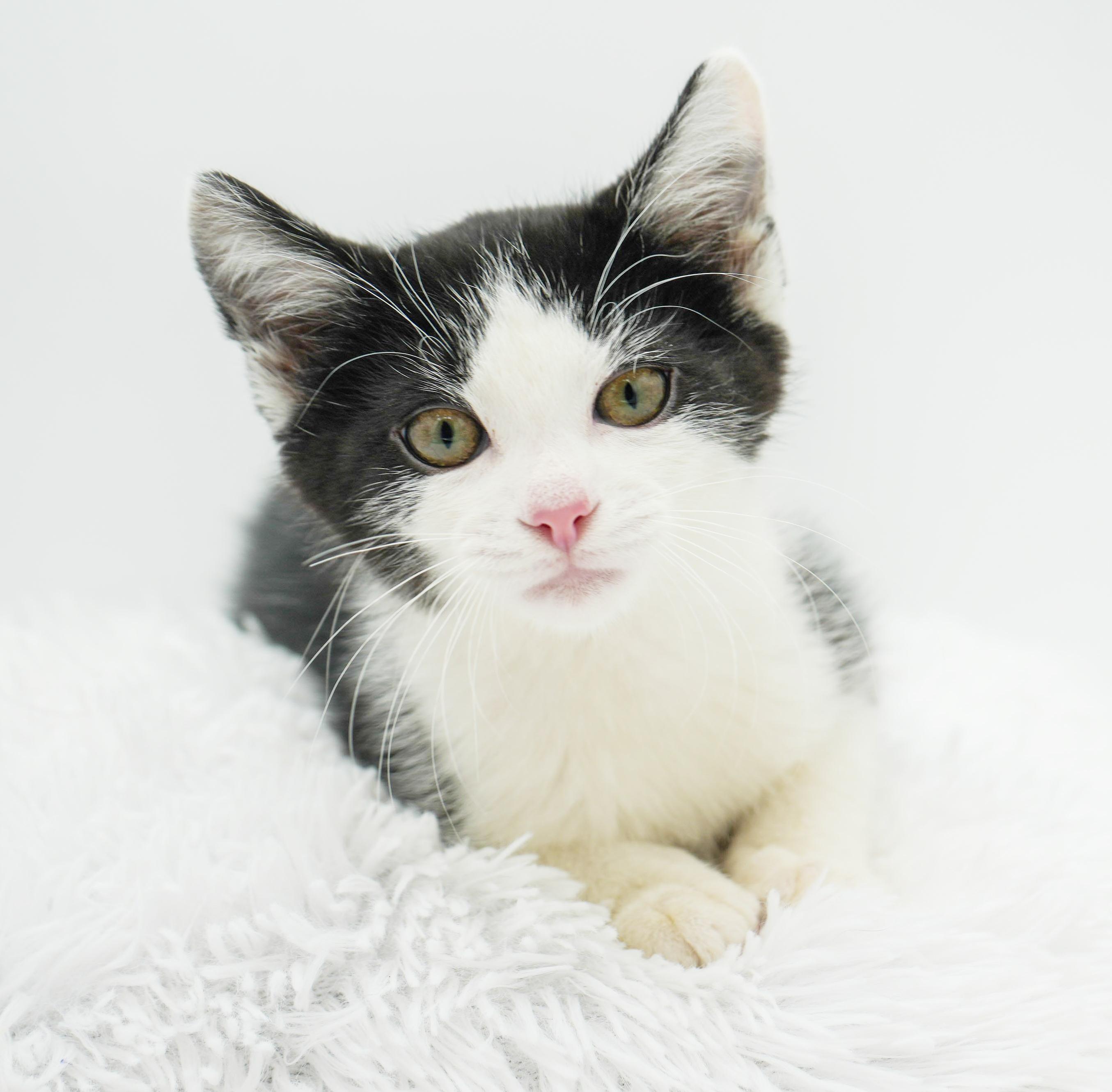 Buzz is oh so friendly and OH so beautiful and sweet! , a Adoptable mixed breed in Bedford Hills, NY image 2/6