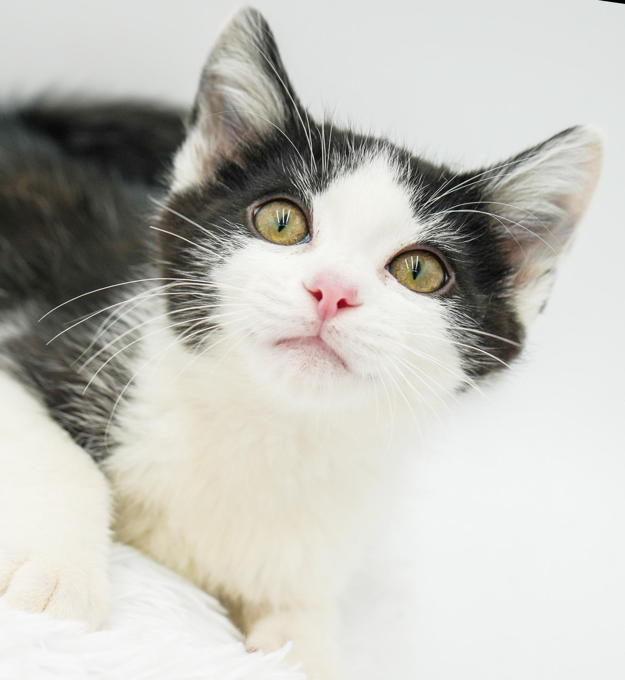 Buzz is oh so friendly and OH so beautiful and sweet! , a Adoptable mixed breed in Bedford Hills, NY image 3/6