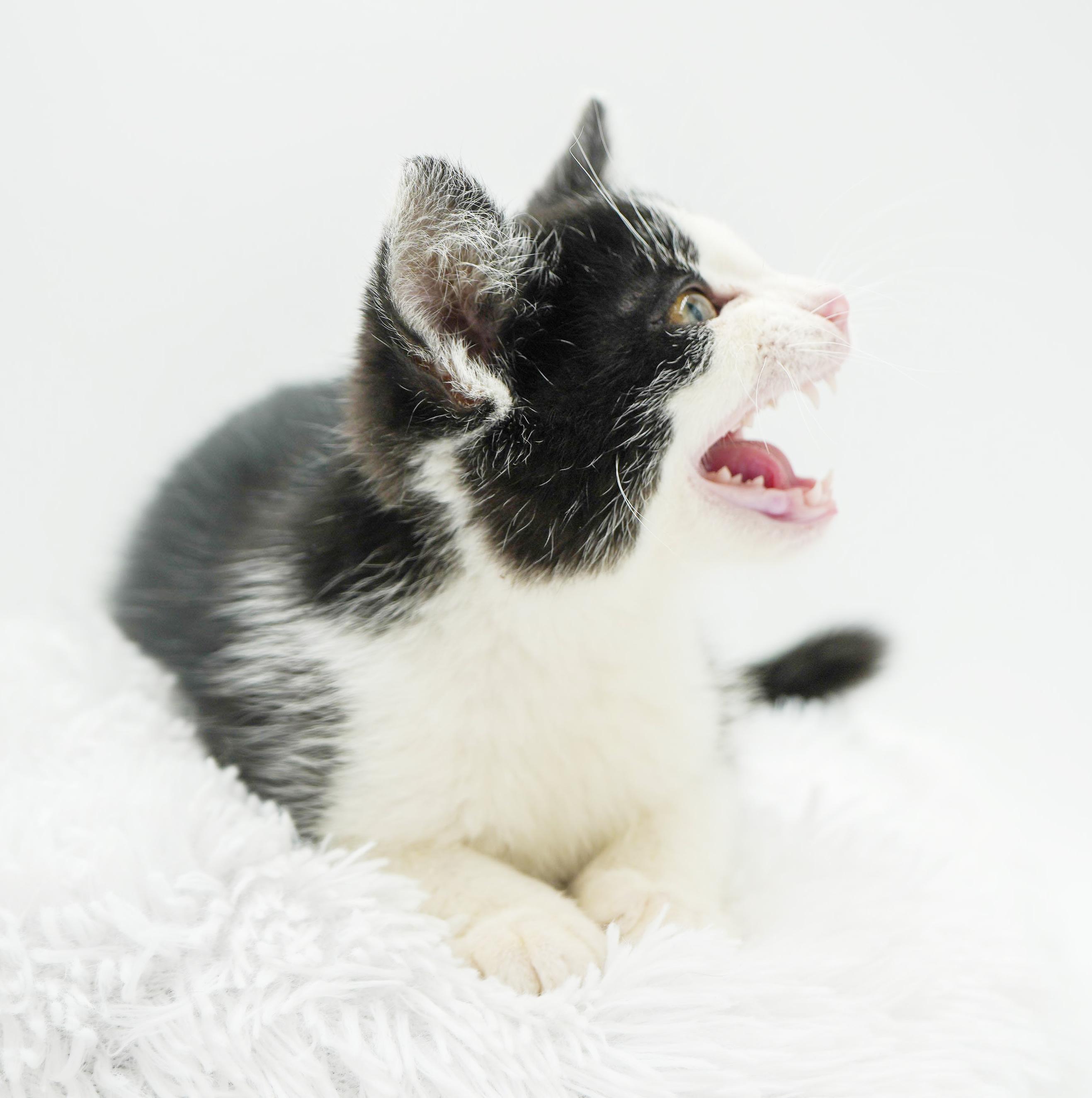 Buzz is oh so friendly and OH so beautiful and sweet! , a Adoptable mixed breed in Bedford Hills, NY image 4/6