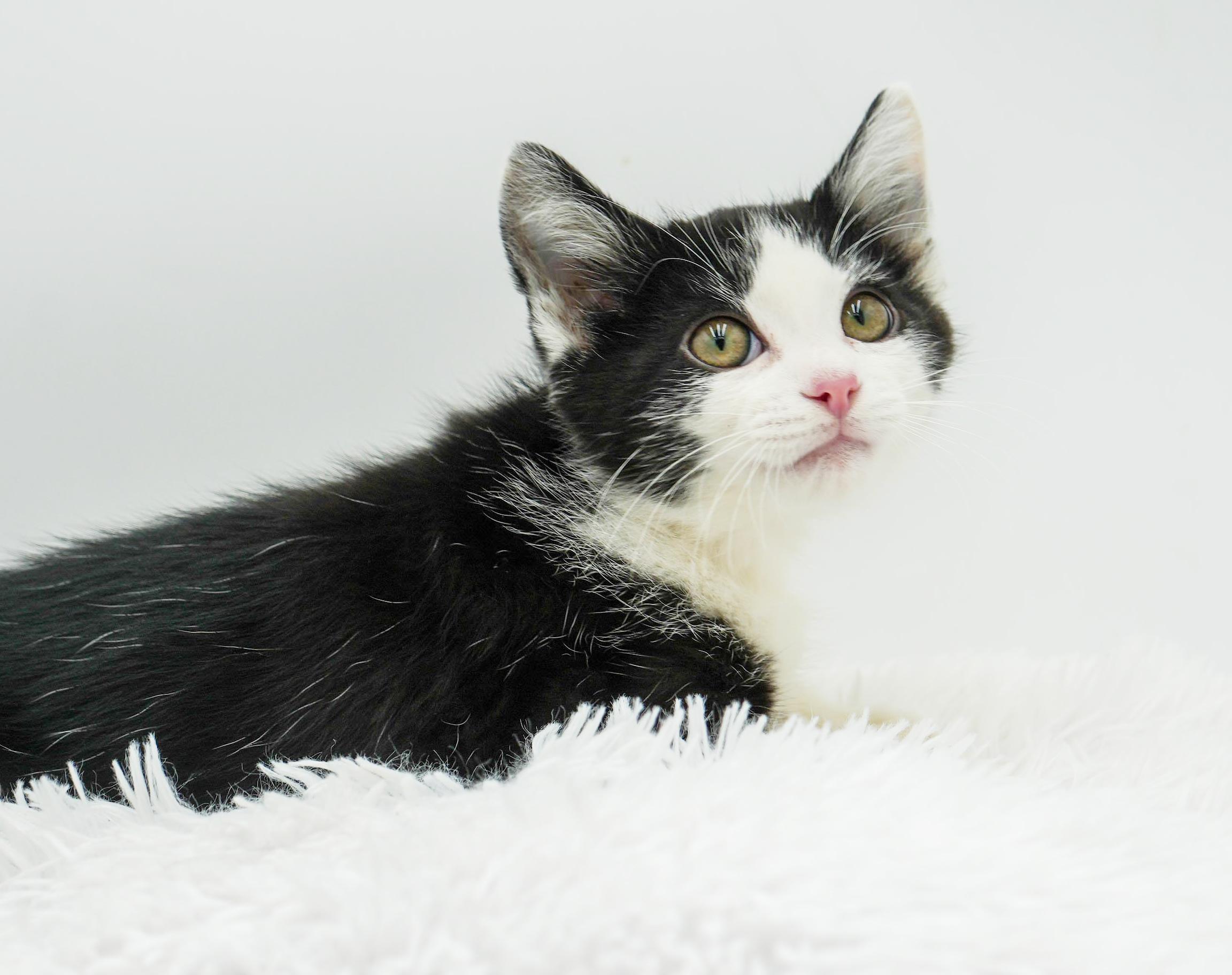 Buzz is oh so friendly and OH so beautiful and sweet! , a Adoptable mixed breed in Bedford Hills, NY image 5/6