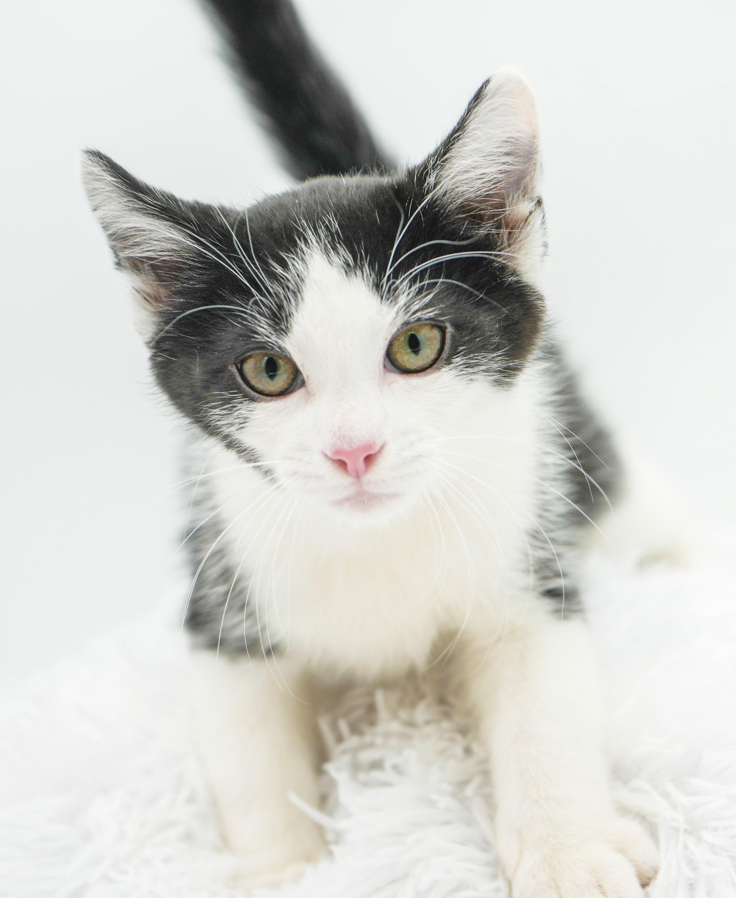 Buzz is oh so friendly and OH so beautiful and sweet! , a Adoptable mixed breed in Bedford Hills, NY image 6/6