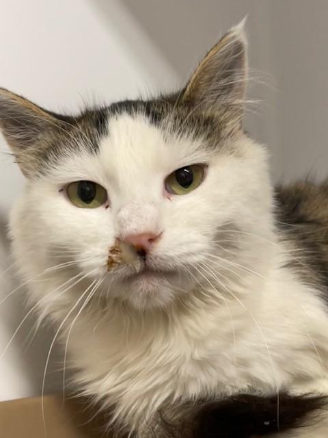 Bailey, Adoptable, Adult Female Domestic Medium Hair.