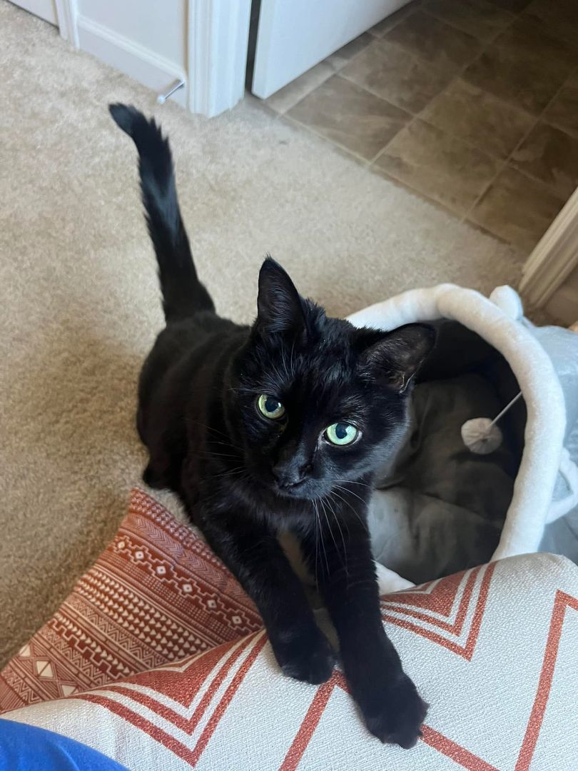 Enlarge Lola - Declawed, a Adopted Domestic Short Hair in Holland, MI image 1/2